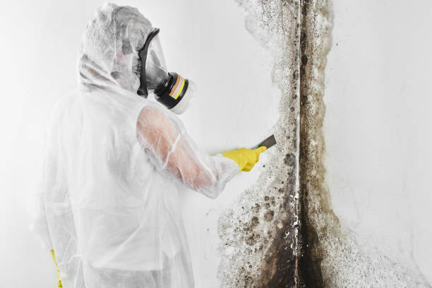 Best Mold Removal Process  in Downs, IL
