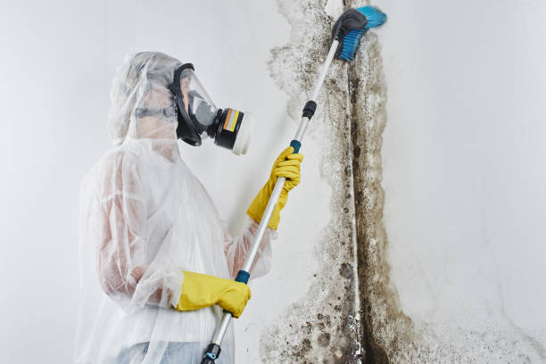 Best Office Mold Removal Services  in Downs, IL