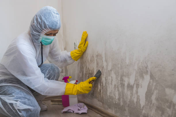 Water Damage Restoration in Downs, IL