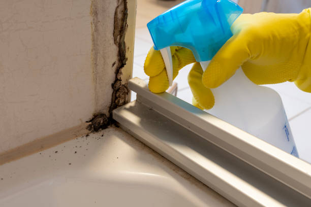 Trusted Downs, IL Mold Removal Experts