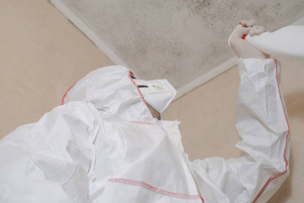 Best Local Mold Removal Service  in Downs, IL