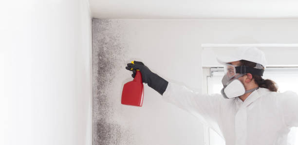 Best Mold Remediation  in Downs, IL