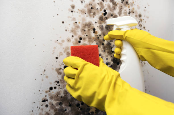 Best Mold Testing  in Downs, IL