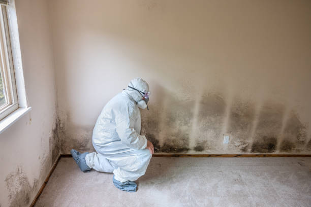 Best Commercial Mold Removal  in Downs, IL