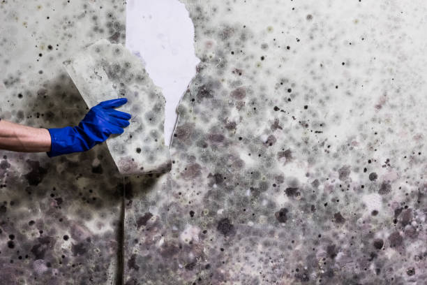 Best Water Damage Restoration  in Downs, IL