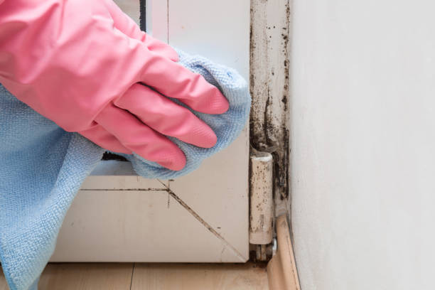 Best Mold Damage Repair  in Downs, IL