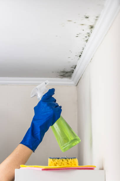Best Emergency Mold Removal  in Downs, IL