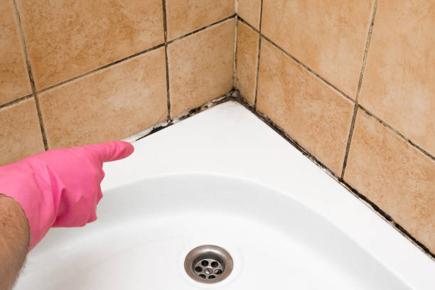 Best Black Mold Removal  in Downs, IL